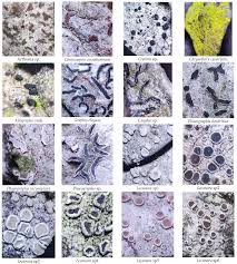 Attēlu rezultāti vaicājumam “Megalaria grossa”