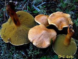 Attēlu rezultāti vaicājumam “Suillus bovinus”