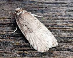 Attēlu rezultāti vaicājumam “Agonopterix ciliella imago”