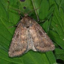 Attēlu rezultāti vaicājumam “Rusina ferruginea female”
