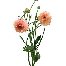 Attēlu rezultāti vaicājumam “Ranunculus elatior”