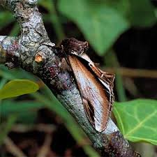 Attēlu rezultāti vaicājumam “Pheosia gnoma male”