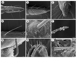 Attēlu rezultāti vaicājumam “Uroleucon hypochoeridis”