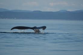 Image result for Balaenoptera omurai