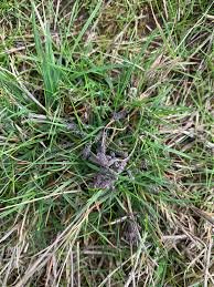 Attēlu rezultāti vaicājumam “Physarum cinereum young”