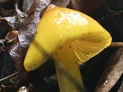 Attēlu rezultāti vaicājumam “Hygrocybe acutoconica”
