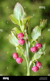 Attēlu rezultāti vaicājumam “Vaccinium myrtillus flower”