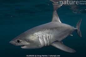 Image result for Lamna nasus