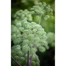 Attēlu rezultāti vaicājumam “Angelica archangelica”