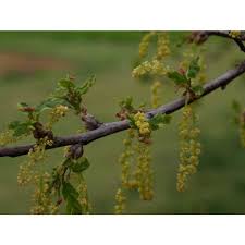 Attēlu rezultāti vaicājumam “Quercus robur female flower”