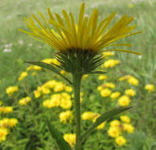 Image result for Inula hirta
