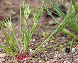 Attēlu rezultāti vaicājumam “Juncus bufonius”