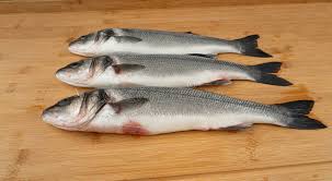 Image result for Dicentrarchus labrax