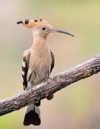 Attēlu rezultāti vaicājumam “Upupa epops”