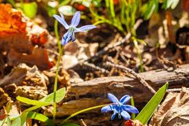 Attēlu rezultāti vaicājumam “Scilla siberica leaf”