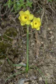 Attēlu rezultāti vaicājumam “Narcissus leaf”