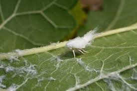 Attēlu rezultāti vaicājumam “Planaphrodes sp.”