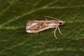 Attēlu rezultāti vaicājumam “Catoptria verellus”