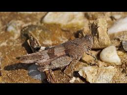 Attēlu rezultāti vaicājumam “Oedipoda caerulescens”