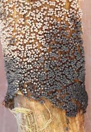 Attēlu rezultāti vaicājumam “Badhamia lilacina”