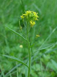 Attēlu rezultāti vaicājumam “Erysimum cheiranthoides leaf”