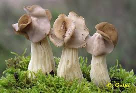 Attēlu rezultāti vaicājumam “Helvella crispa”