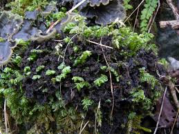 Attēlu rezultāti vaicājumam “Leptogium lichenoides”