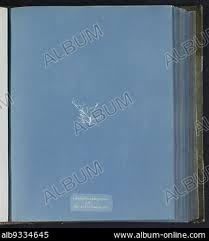 Attēlu rezultāti vaicājumam “Chaetophora pisiformis”