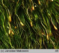 Attēlu rezultāti vaicājumam “Dicranodontium denudatum”