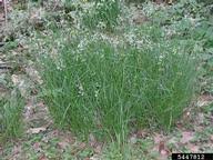 Attēlu rezultāti vaicājumam “Luzula luzuloides fruit”