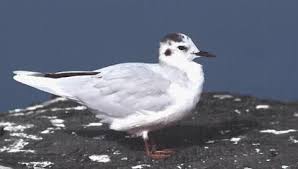 Attēlu rezultāti vaicājumam “Larus minutus”