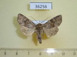 Attēlu rezultāti vaicājumam “Apamea sordens”