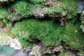 Attēlu rezultāti vaicājumam “Eucladium verticillatum”