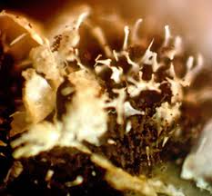 Attēlu rezultāti vaicājumam “Badhamia juliae spores”