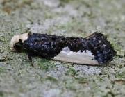 Attēlu rezultāti vaicājumam “Monopis monachella”