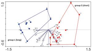 Attēlu rezultāti vaicājumam “Plagiothecium nemorale”