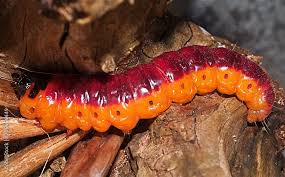 Attēlu rezultāti vaicājumam “Cossus cossus larva”