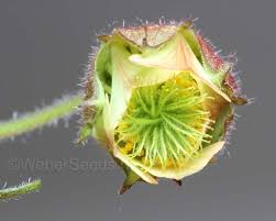 Attēlu rezultāti vaicājumam “Geum rivale bud”