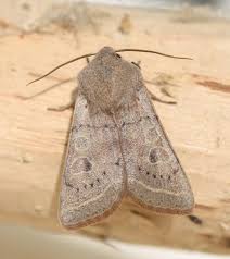 Attēlu rezultāti vaicājumam “Orthosia gracilis”