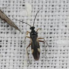 Attēlu rezultāti vaicājumam “Dryophilocoris flavoquadrimaculatus imago”