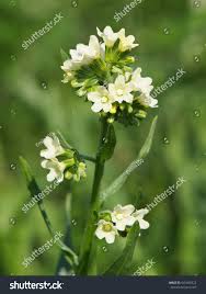 Attēlu rezultāti vaicājumam “Lithospermum officinale flower”