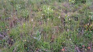 Attēlu rezultāti vaicājumam “Eriophorum latifolium leaf”