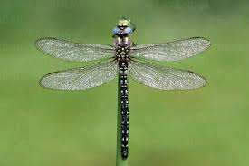 Attēlu rezultāti vaicājumam “Brachytron pratense”