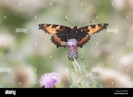 Attēlu rezultāti vaicājumam “Aglais urticae underside”