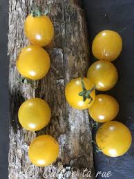 Afbeeldingsresultaat voor broad ripple yellow currant tomato