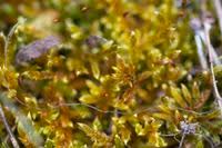 Attēlu rezultāti vaicājumam “Hypnum cupressiforme var. lacunosum sporophyte”