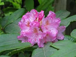 Attēlu rezultāti vaicājumam “rhododendron”