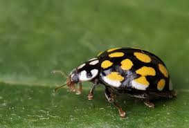 Attēlu rezultāti vaicājumam “Sospita vigintiguttata”