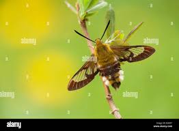 Attēlu rezultāti vaicājumam “Hemaris fuciformis”
