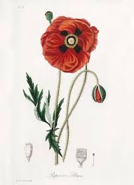 Image result for Papaver rhoeas